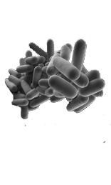 bacteria de la legionella