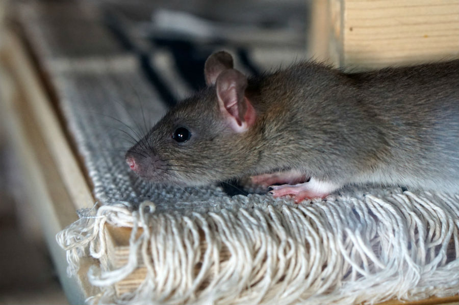 Desratizacion de ratones en la cocina