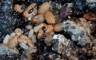 hormigas huevos