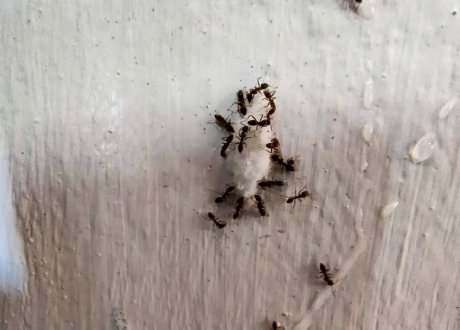 Eliminar hormigas