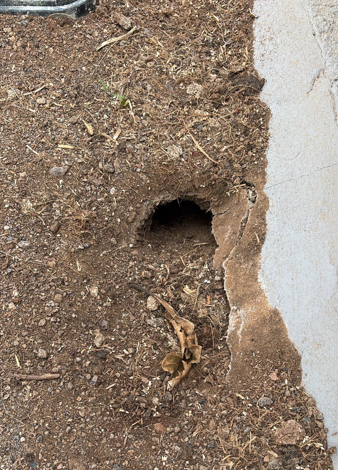 madriguera de rata
