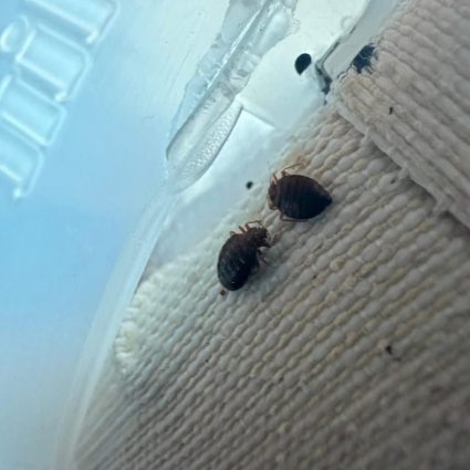 Control de legionella