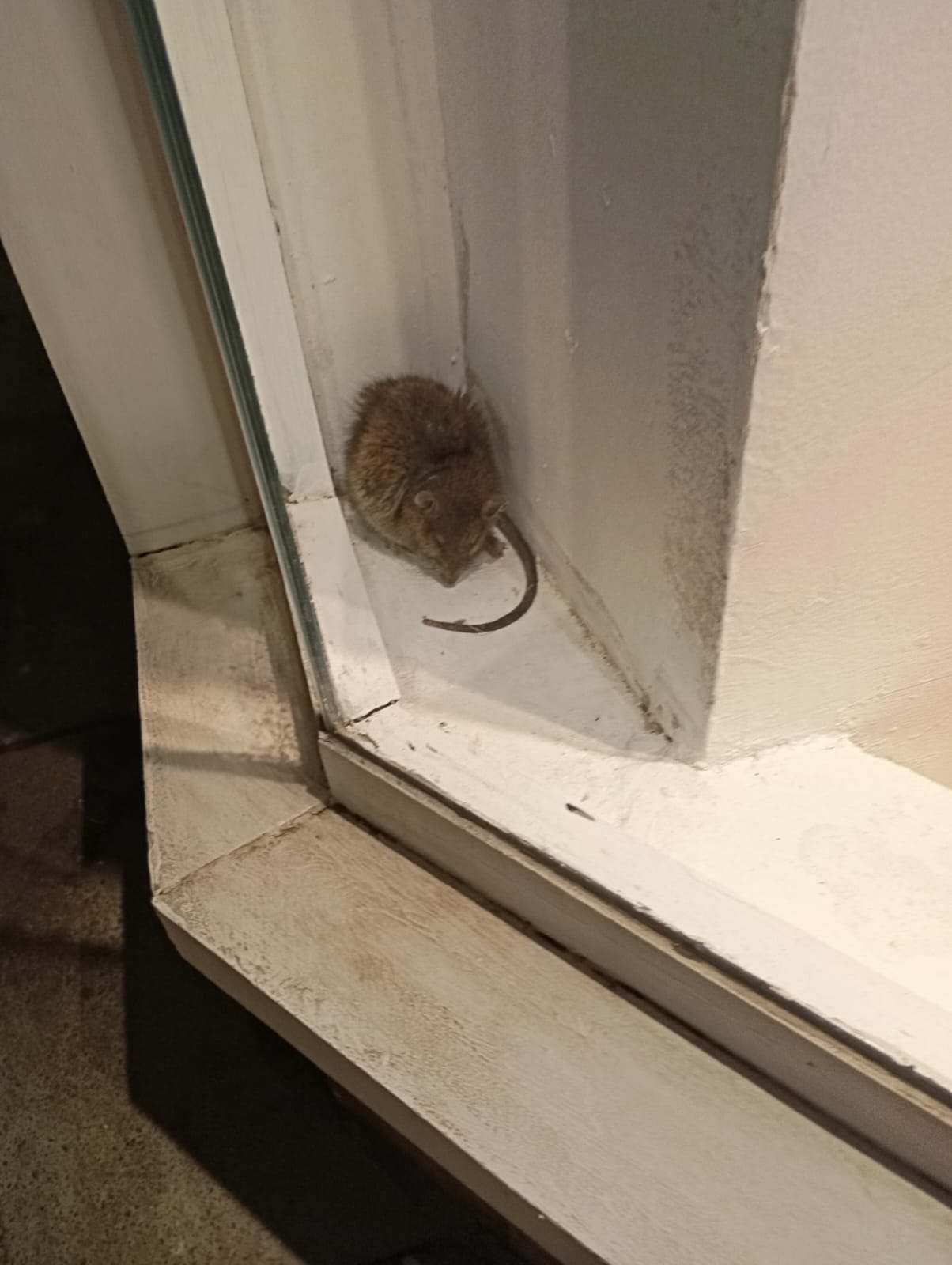 rata