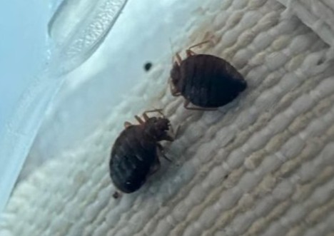 blatella germanica