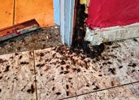 Desinsectacion cucarachas en la cocina