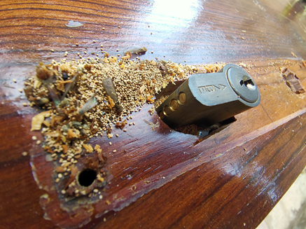 termitas de la madera en una puerta